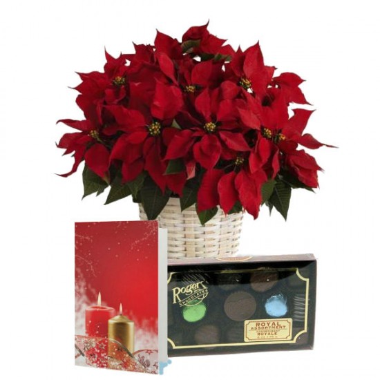 The Holiday Trio